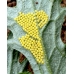 Cinnabar Moth Hipocrita jacobaeae Larvae 
